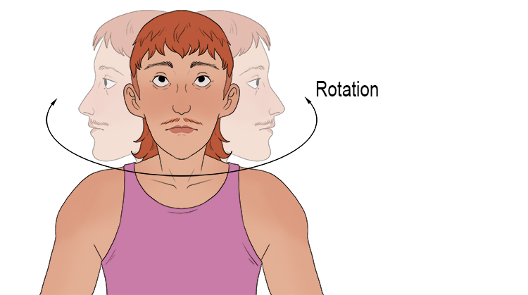 Rotation occurs in the neck. The C1 vertebrae sits atop and rotates around the C2 pivot. We therefore have a rotational movement in the neck around the midline of the body.